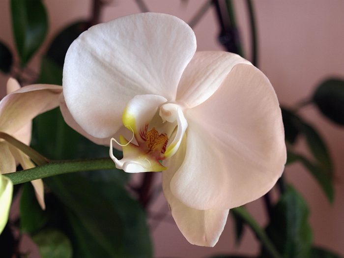 Orchidej