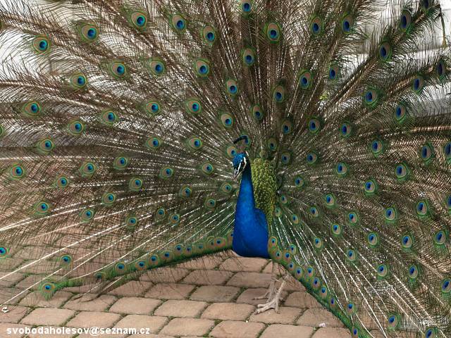 Zoo-Lesna-Zlin-2