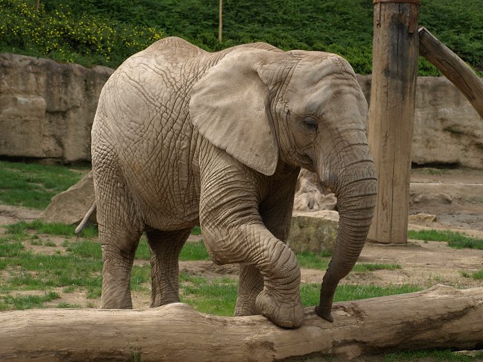 ZOO Lesna Zlin 