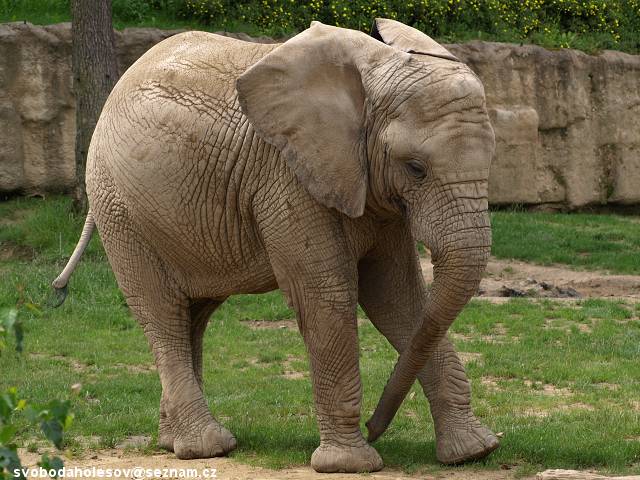 Zoo-Lesna-Zlin-2009-slon